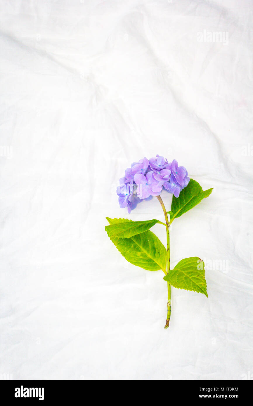 Schöne, Pastell hortensie Blumen auf weißem, feinen Hintergrund Stockfoto