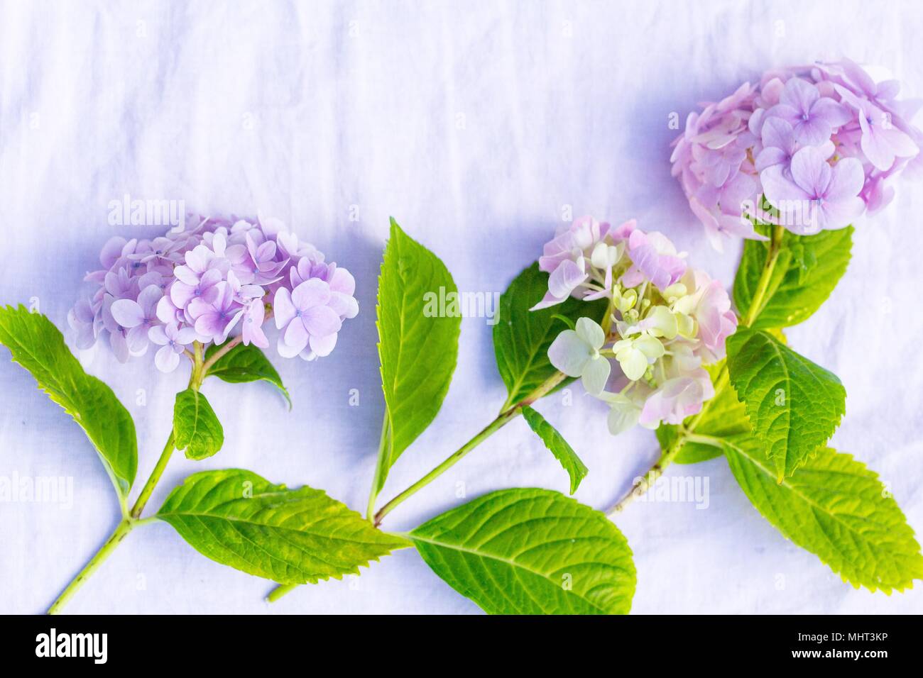 Schöne, Pastell hortensie Blumen auf weißem, feinen Hintergrund Stockfoto