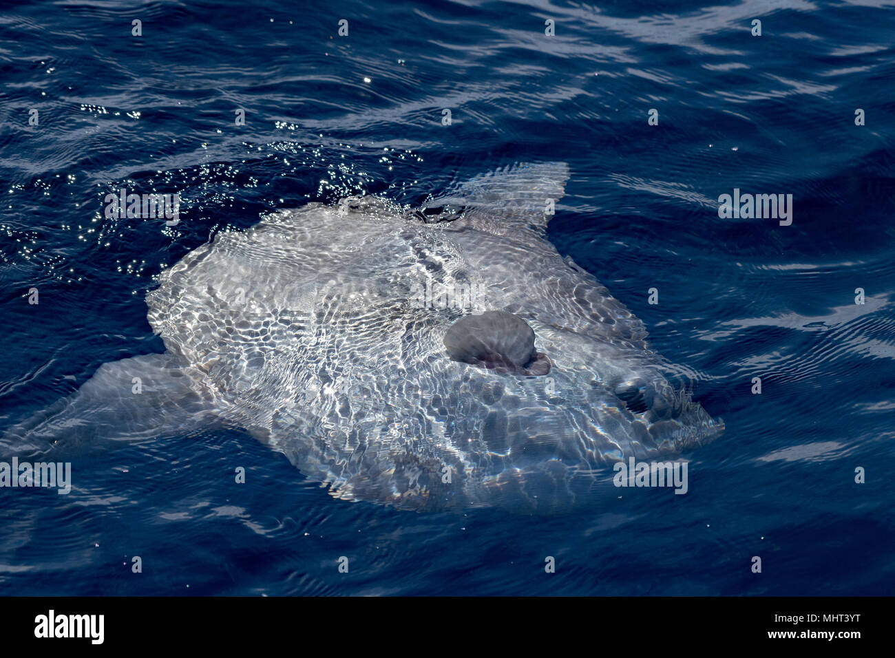 Mondfische außerhalb Wasser beim Essen Quallen velella Stockfoto