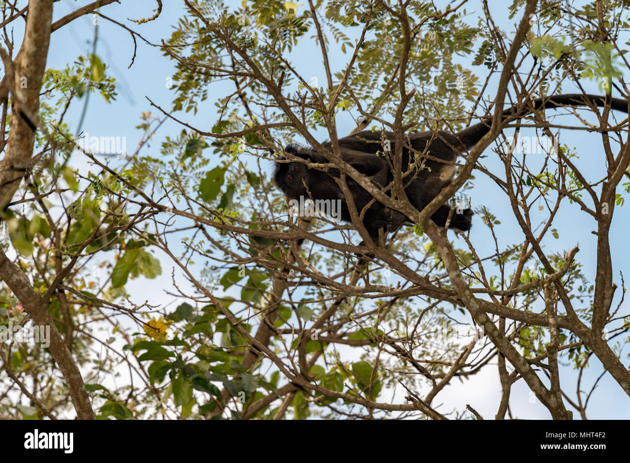 Schwarz crested macaque Affen ape Nahaufnahme Portrait an Sie von einem Baum Stockfoto