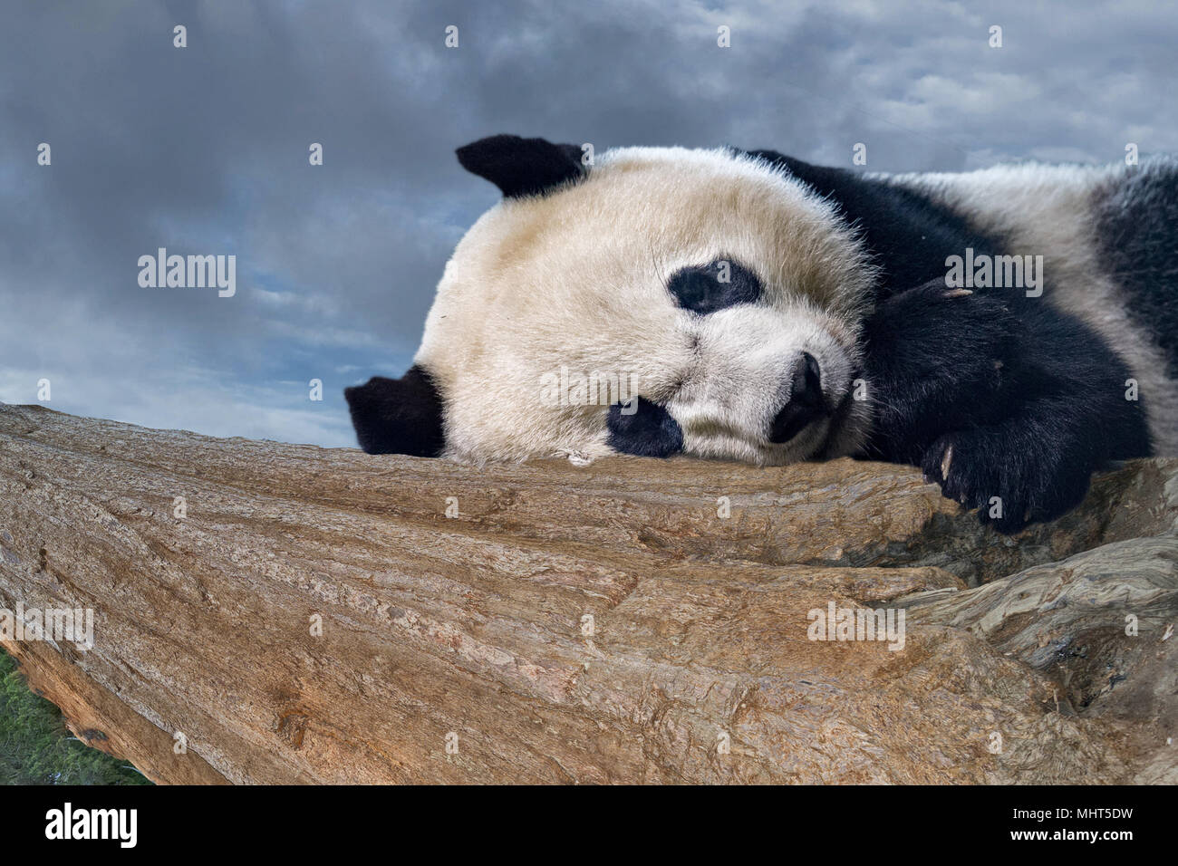 Panda baby portrait schließen, während Sie auf der Suche Stockfotografie -  Alamy