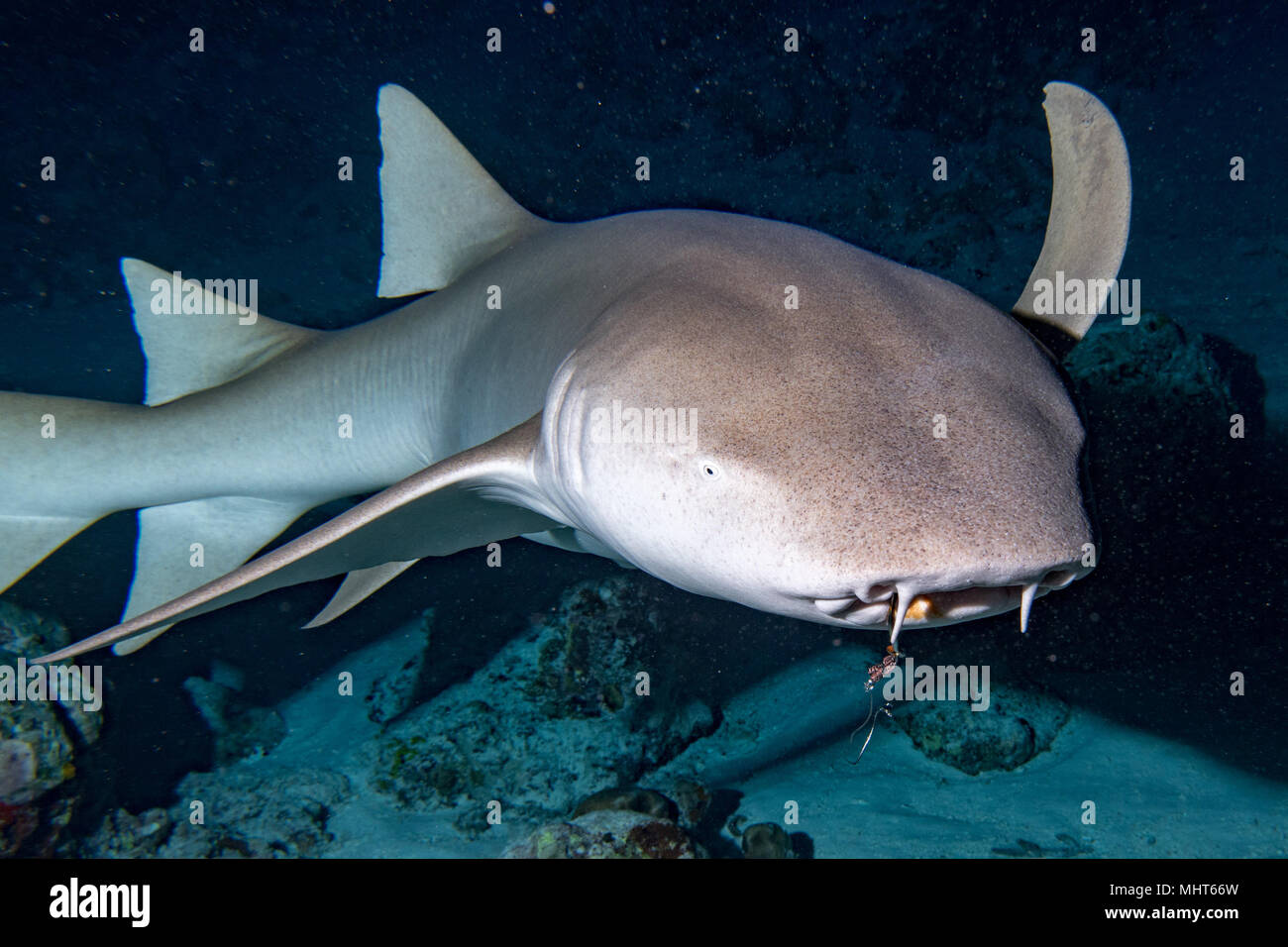 Ammenhai und gelbe Pilot fish Close up auf schwarzem Hintergrund beim Tauchen auf den Malediven Stockfoto