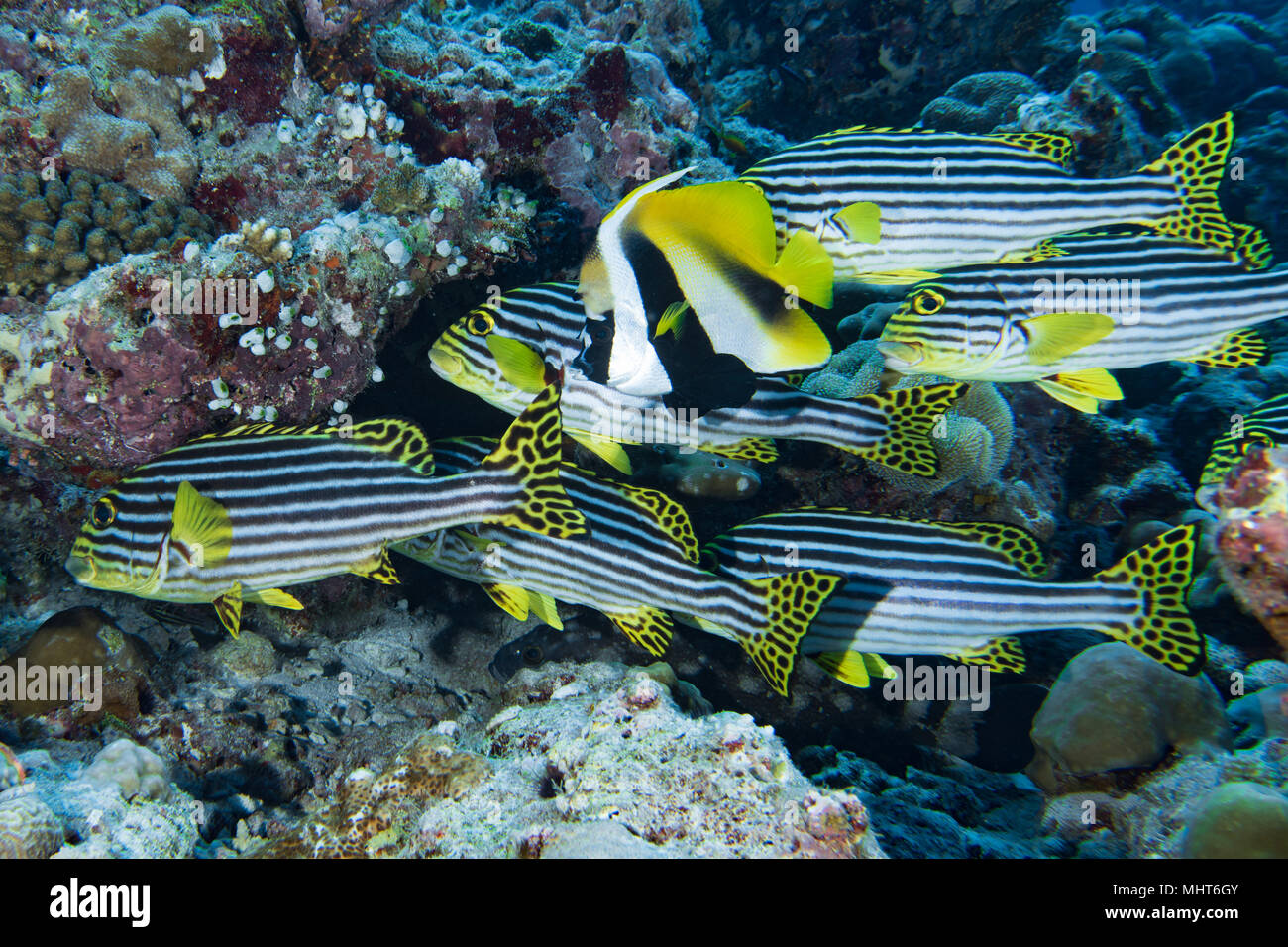 Malediven Korallen Haus für Fische Unterwasser Landschaft Stockfoto