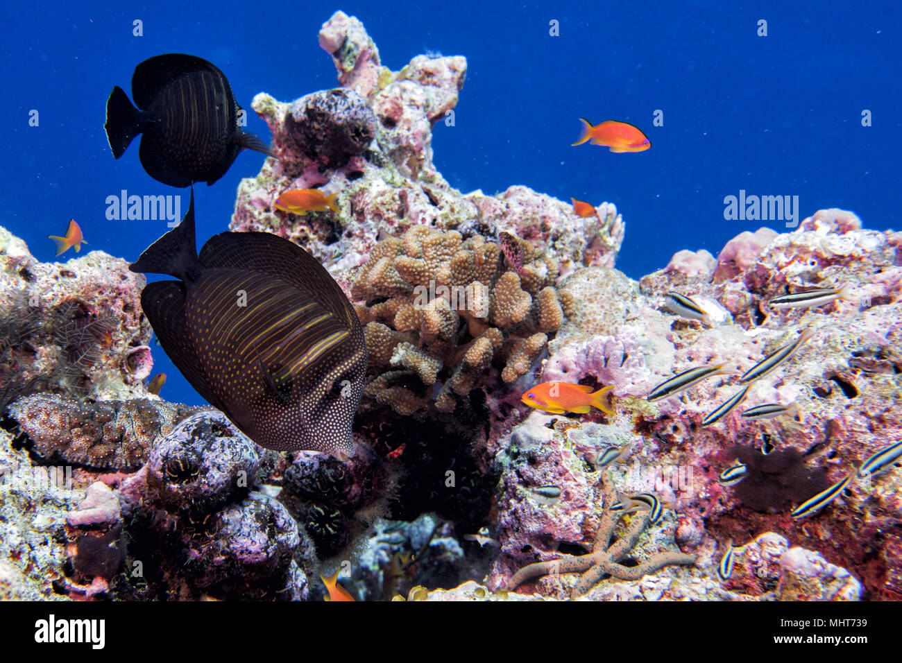 Malediven Korallen Haus für Fische Unterwasser Landschaft Stockfoto