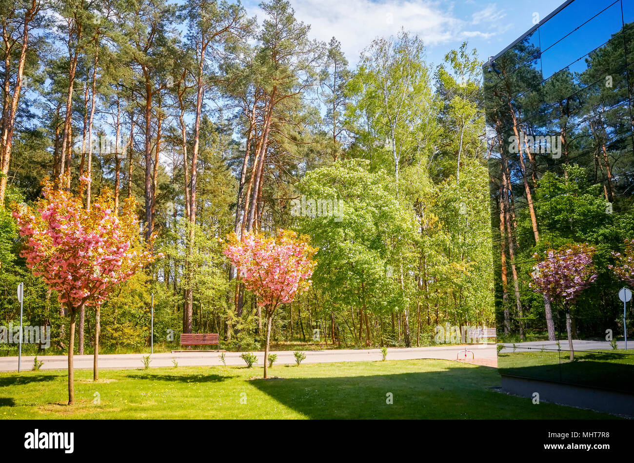 Blühende Bäume in modernes Gebäude mit Glasfassade, Natur und Wirtschaft Koexistenz Konzept wider. Stockfoto