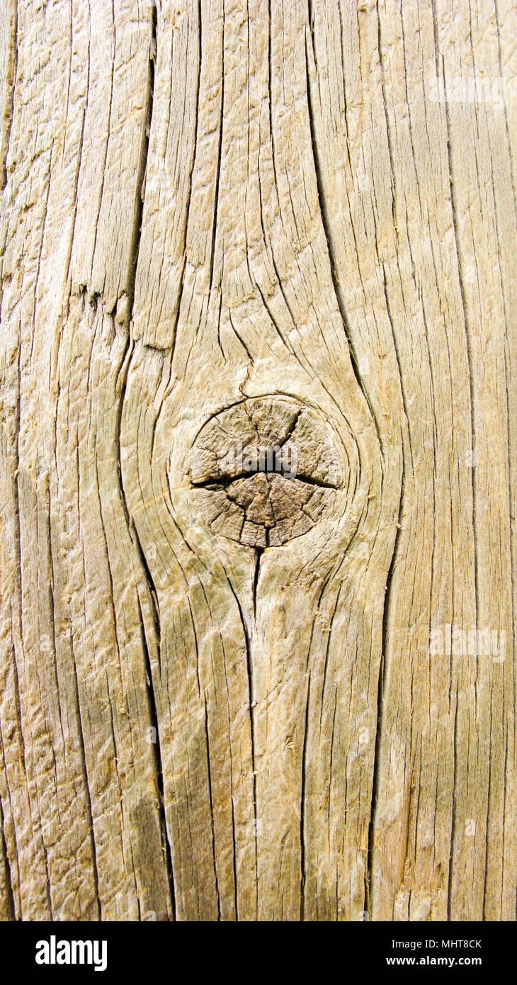 Baum-Stamm-Textur Stockfoto