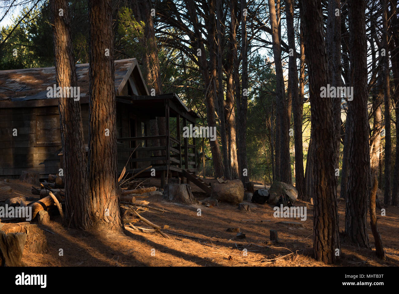 Blockhütte im Wald Stockfoto