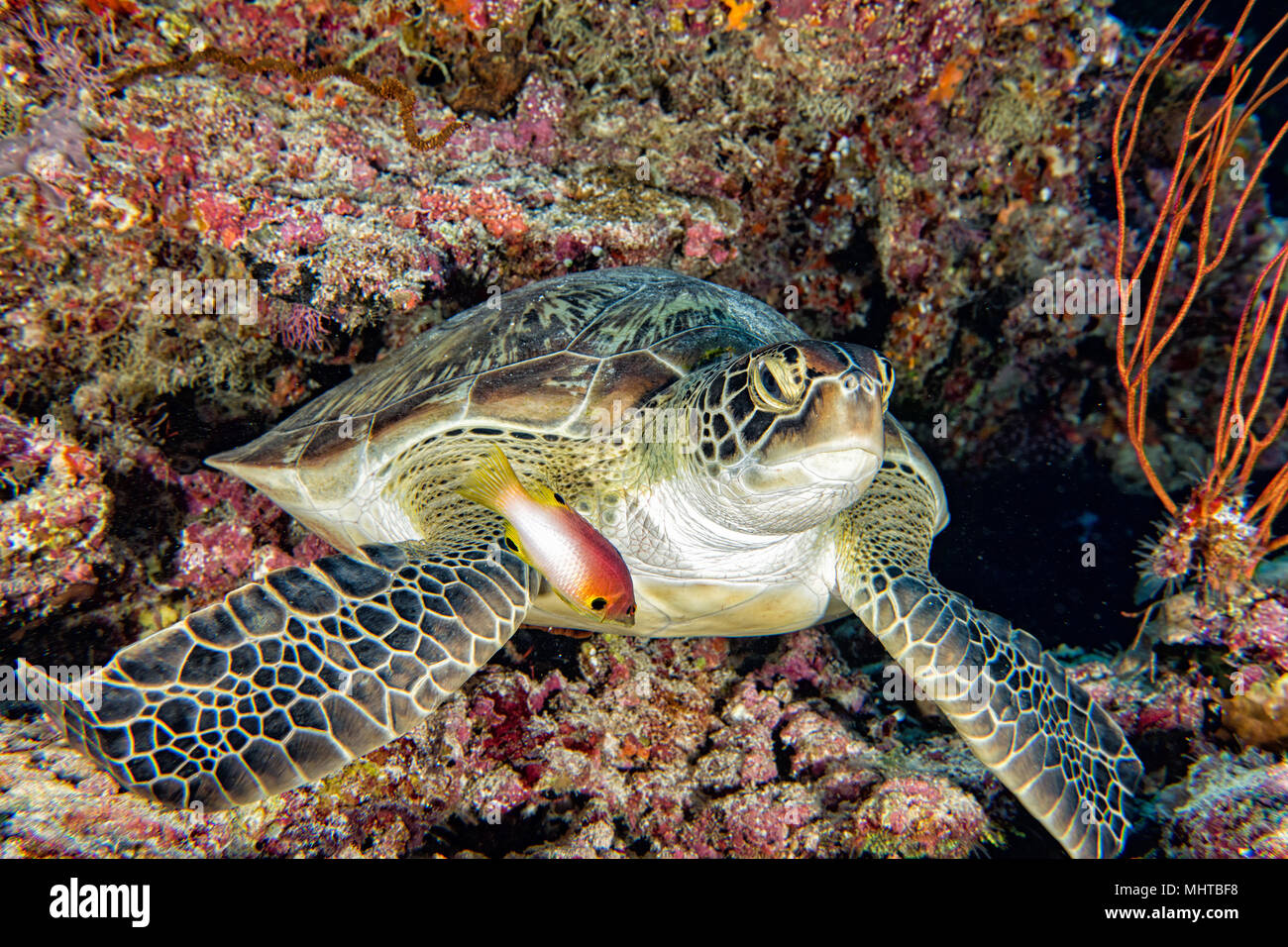 Grüne Schildkröte, die zu Ihnen kommen unter Wasser beim Tauchen Stockfoto