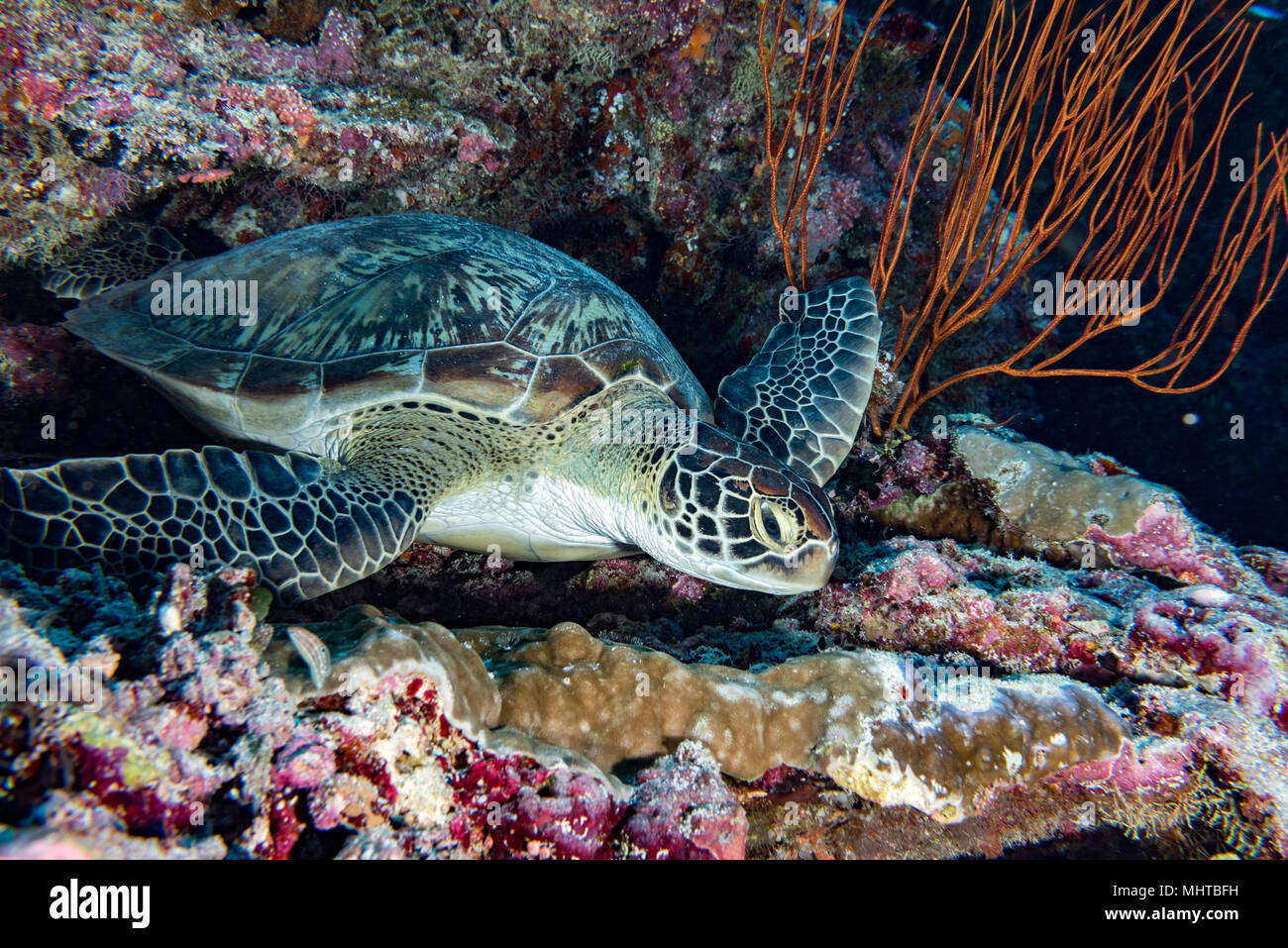 Grüne Schildkröte, die zu Ihnen kommen unter Wasser beim Tauchen Stockfoto