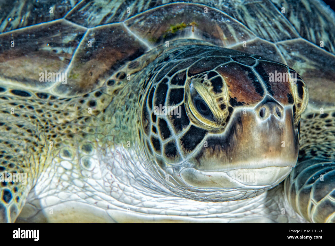 Grüne Schildkröte, die zu Ihnen kommen unter Wasser beim Tauchen Stockfoto