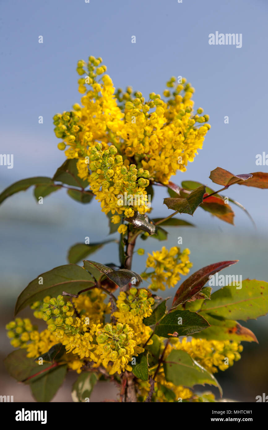 Mahonie (Mahonia aquifolium, Mahonia) Stockfoto