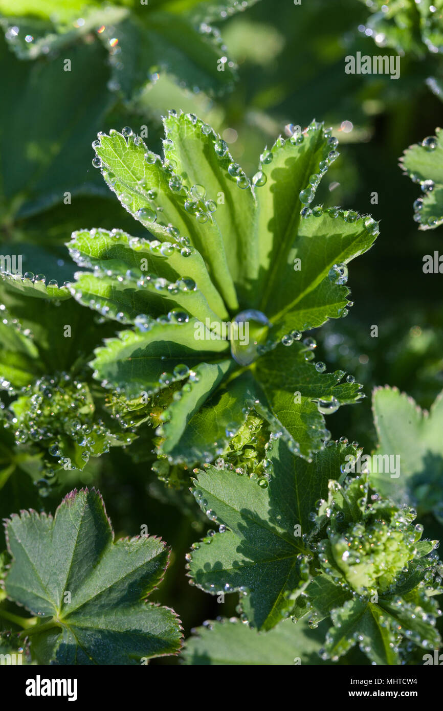 'Thriller', Frauenmantel (Alchemilla Mollis) Jättedaggkåpa Stockfoto