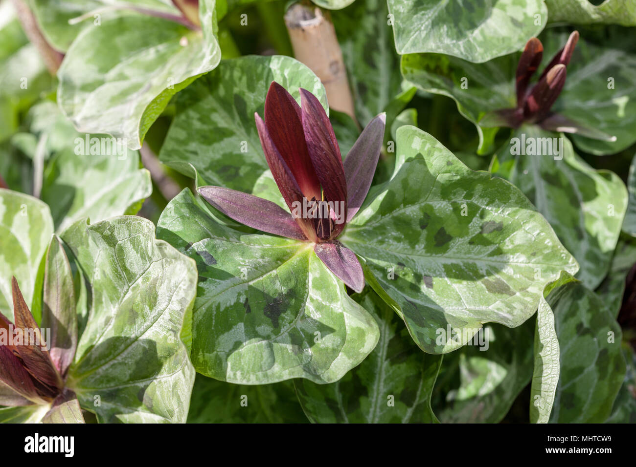 Toadshade, Treblad (Trillium sessile) Stockfoto