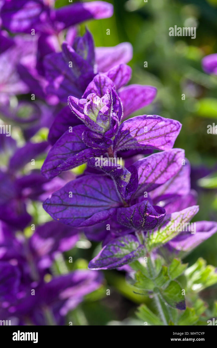 'Marble Arch Blue' Jährliche Clary, Broksalvia (Salvia viridis) Stockfoto