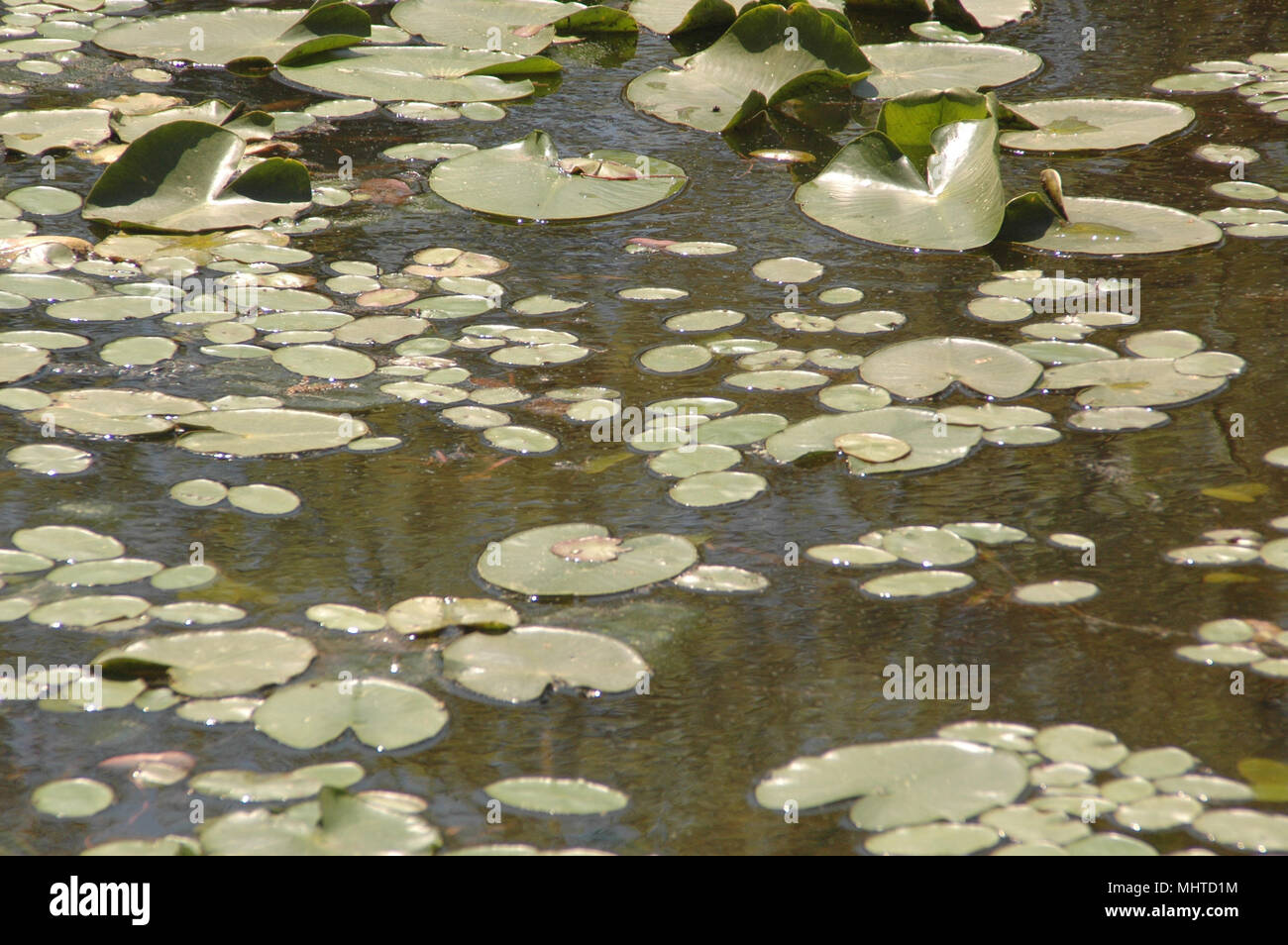 Winterharte Seerose Kolonien bieten Lebensraum für Fische, Filter und Anreichern das Wasser und helfen, das Wasser Temperatur regulieren. Stockfoto