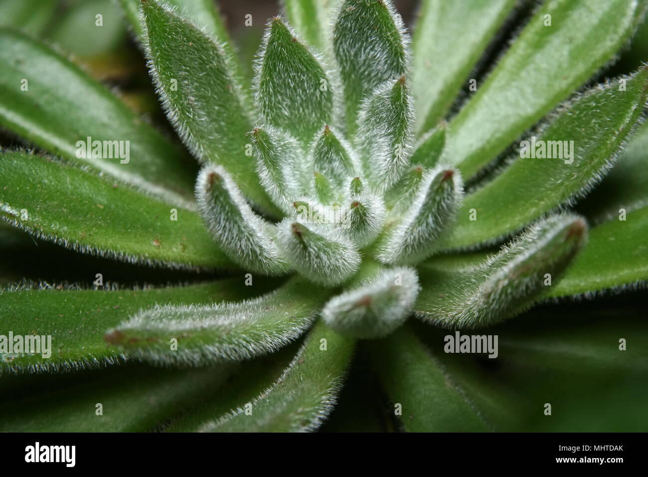 Echeveria sukkulenten Vielfalt Stockfoto