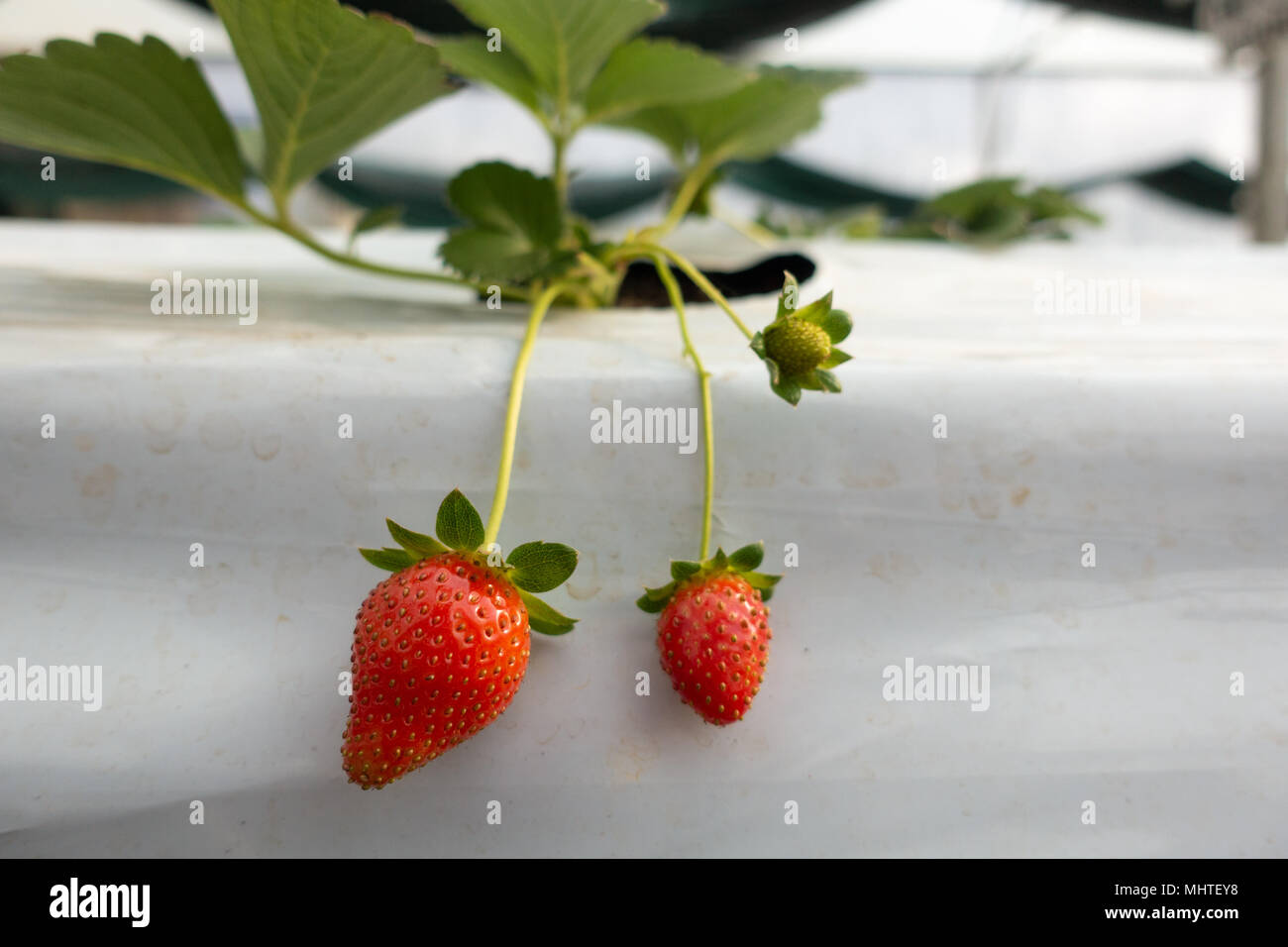 Hydroponic strawberry Farm. Hydroponics Methode der wachsenden Pflanzen  Erdbeere, in Wasser, ohne Boden. Hydroponic Kopfsalat in Hydroponischen  Rohr Stockfotografie - Alamy