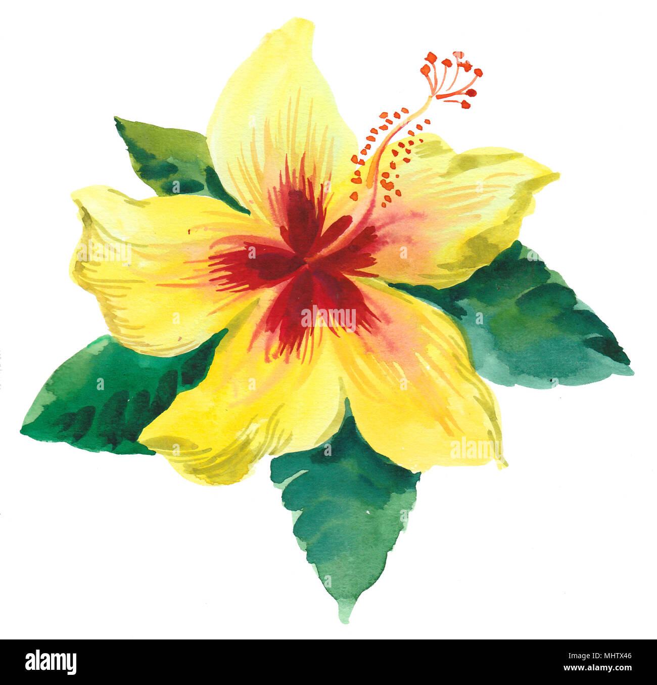 Yellow Hibiscus Blume. Aquarell Malerei Stockfoto