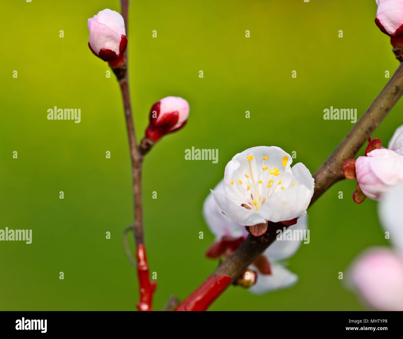 Schöne japanische Kirschblüte - sakura Blume auf einem Baum. Weiße Blume, grün Hintergrund. Frühling Stockfoto