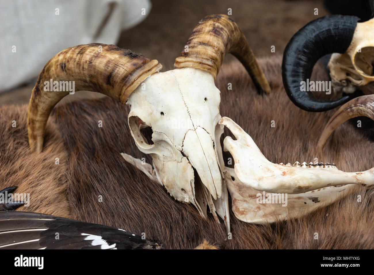 Ziege Schädel mit großen Hörnern legt auf ein Tier Verstecken von brauner Farbe. Mittelalterliche Zubehör Stockfoto