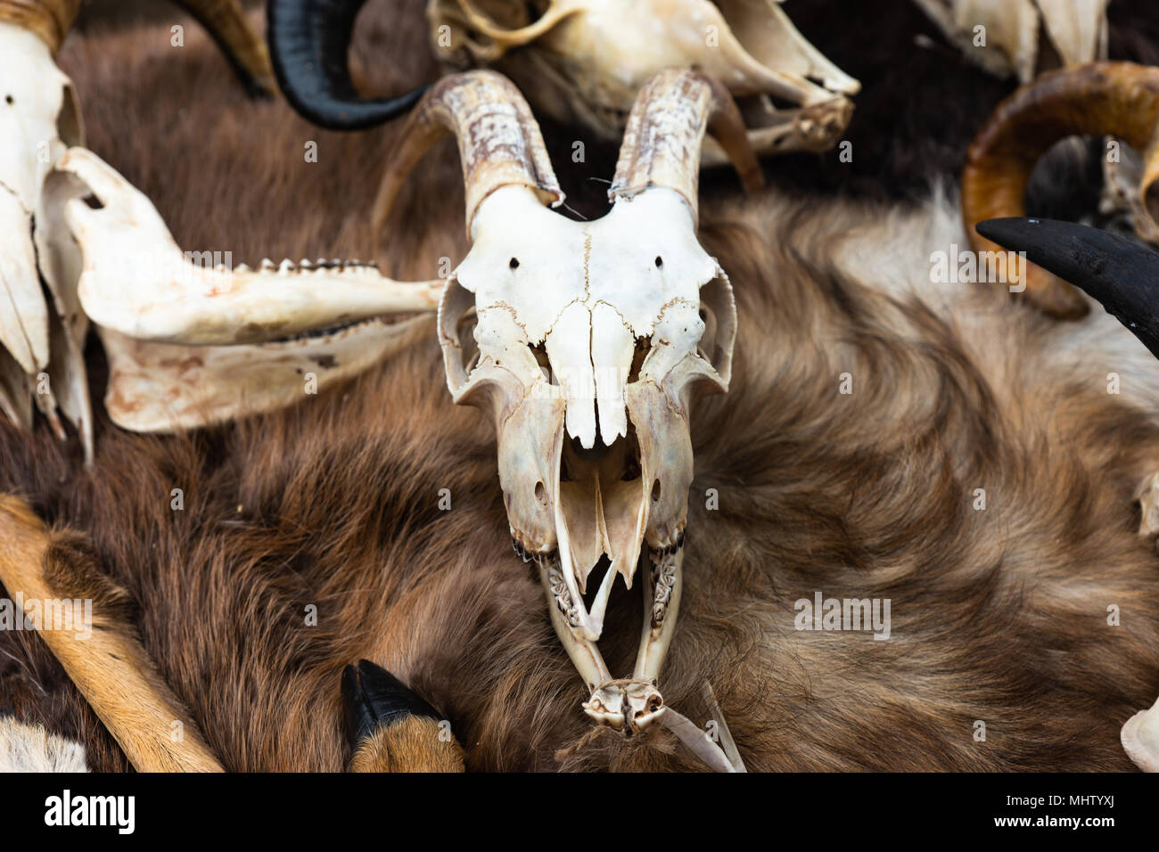 Ziege Schädel mit großen Hörnern legt auf ein Tier Verstecken von brauner Farbe. Mittelalterliche Zubehör Stockfoto
