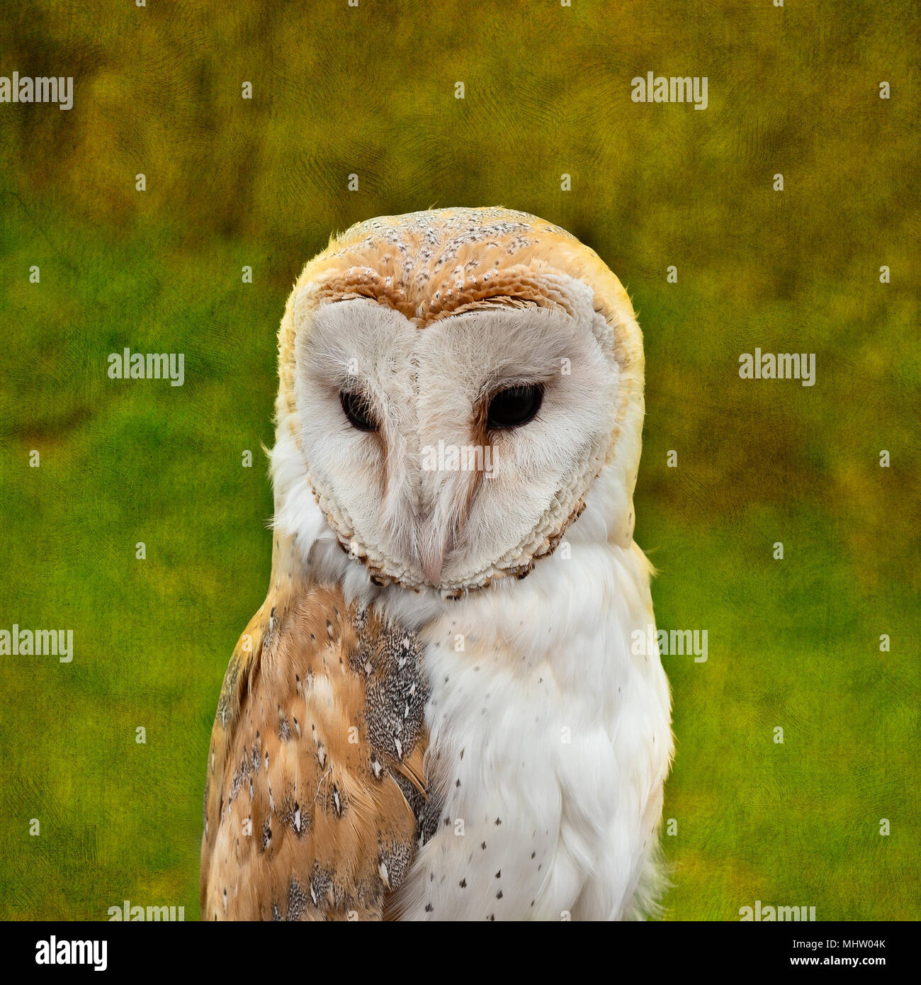 Eule Vogel gegen das Licht grün strukturierten Hintergrund Stockfoto