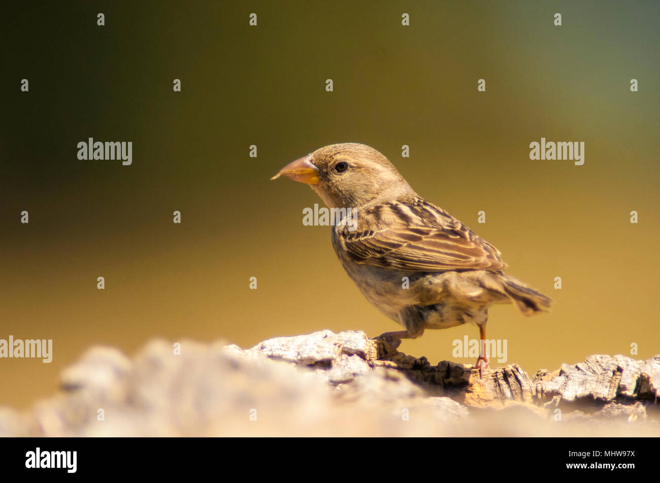 Spanisch sparrow (Passer hispaniolensis) Stockfoto