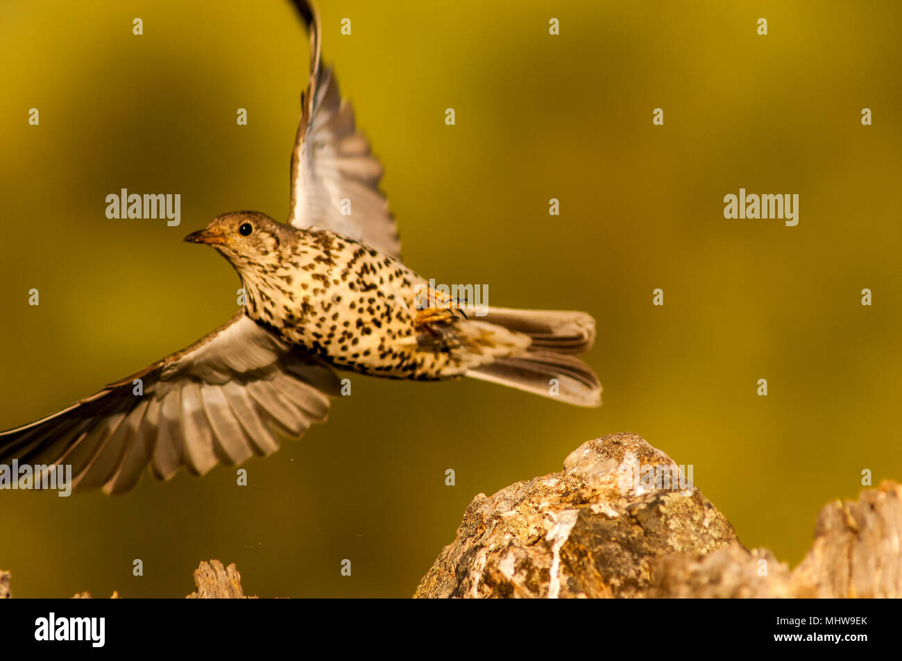 Soor (Turdus viscivorus) thront. Stockfoto