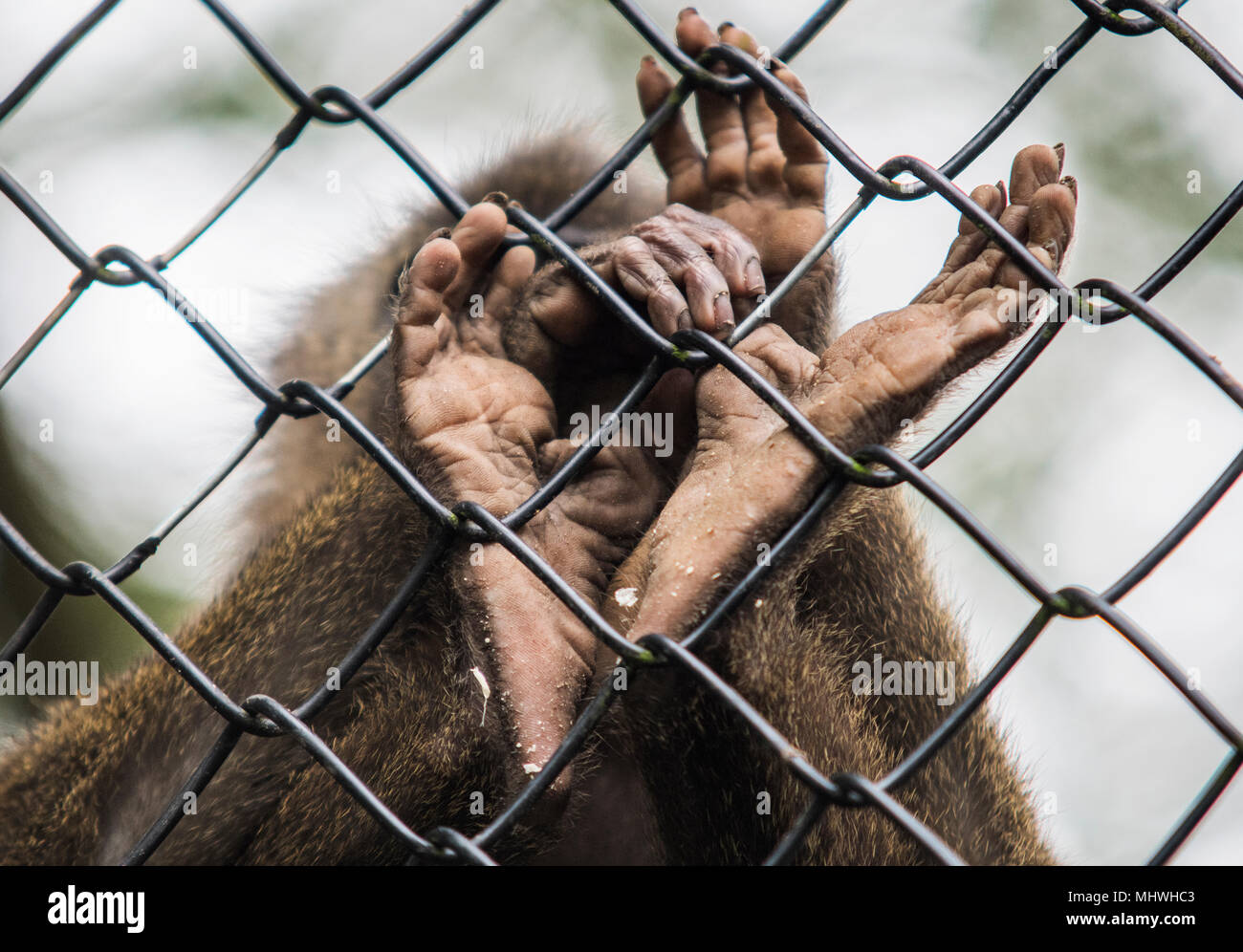Monkey Füße auf den Draht an einem zoologial Park Stockfoto
