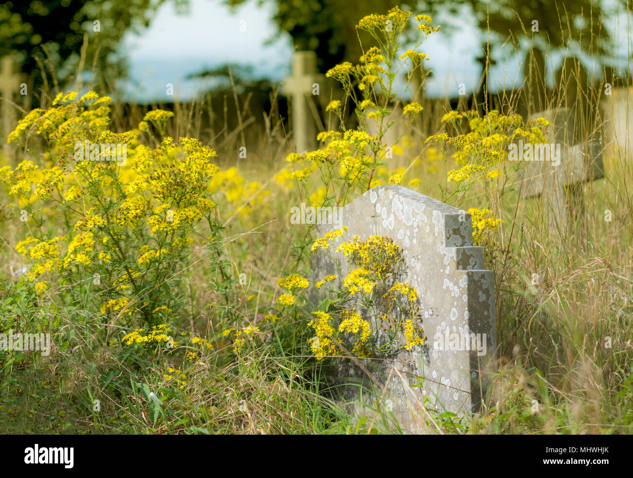 Alte Grabsteine in gelben Blumen auf einem schönen sonnigen Tag abgedeckt Stockfoto
