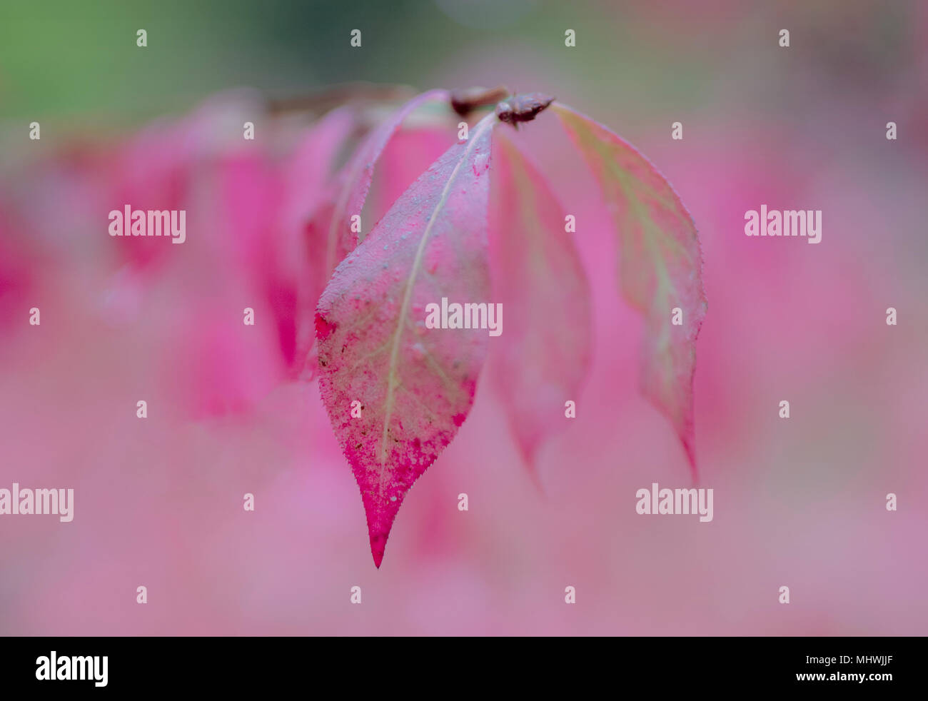 Breite Blende und Soft Focus auf rosa Blätter Stockfoto