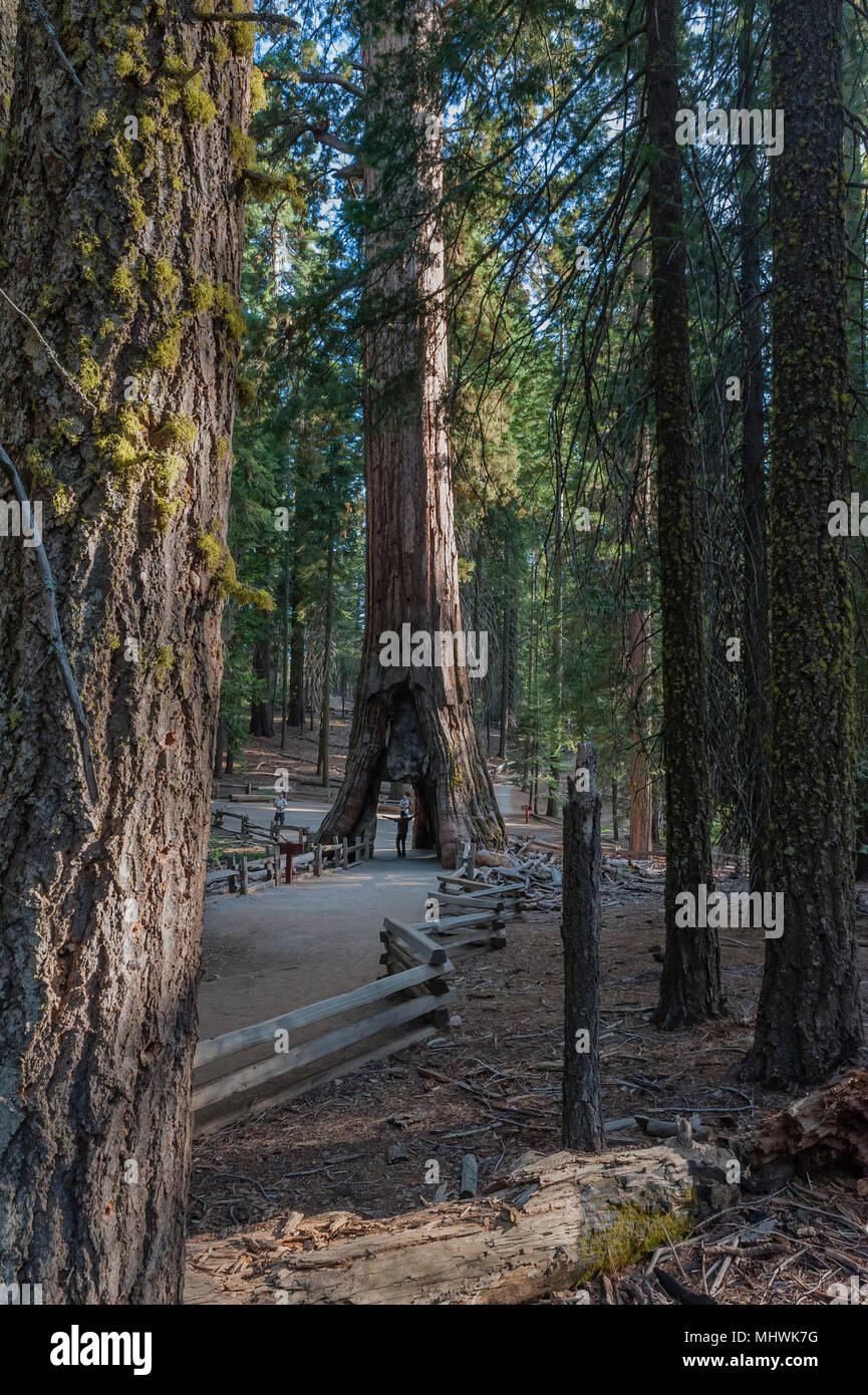 Kalifornien tunnel Baum, Mariposa Grove von Mammutbäumen, Yosemite National Park, CA, USA Stockfoto