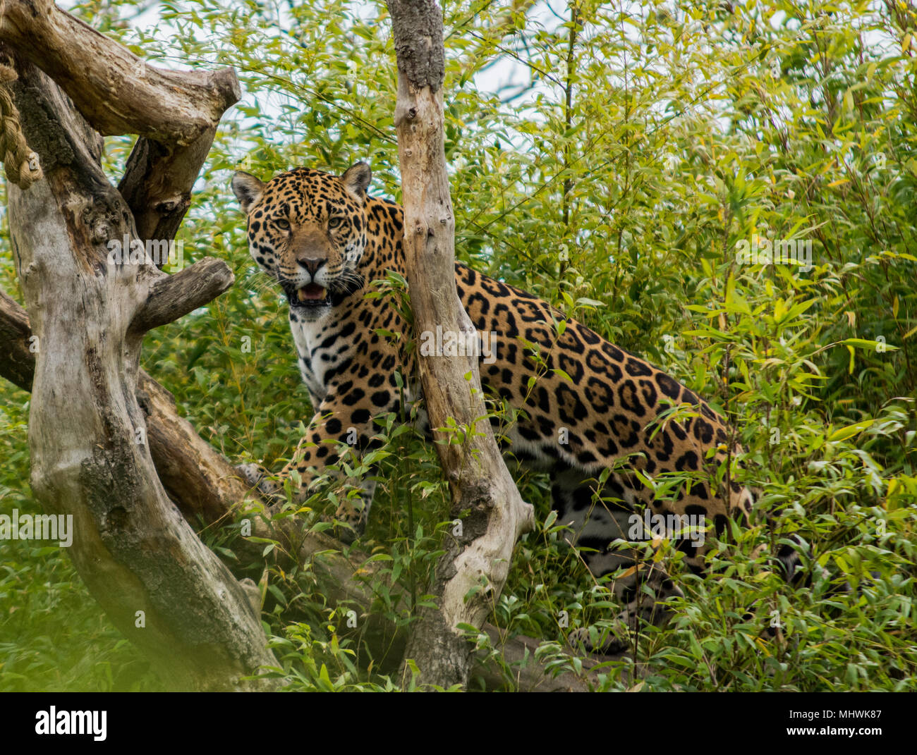 Jaguar Klettern im Baum Stockfoto