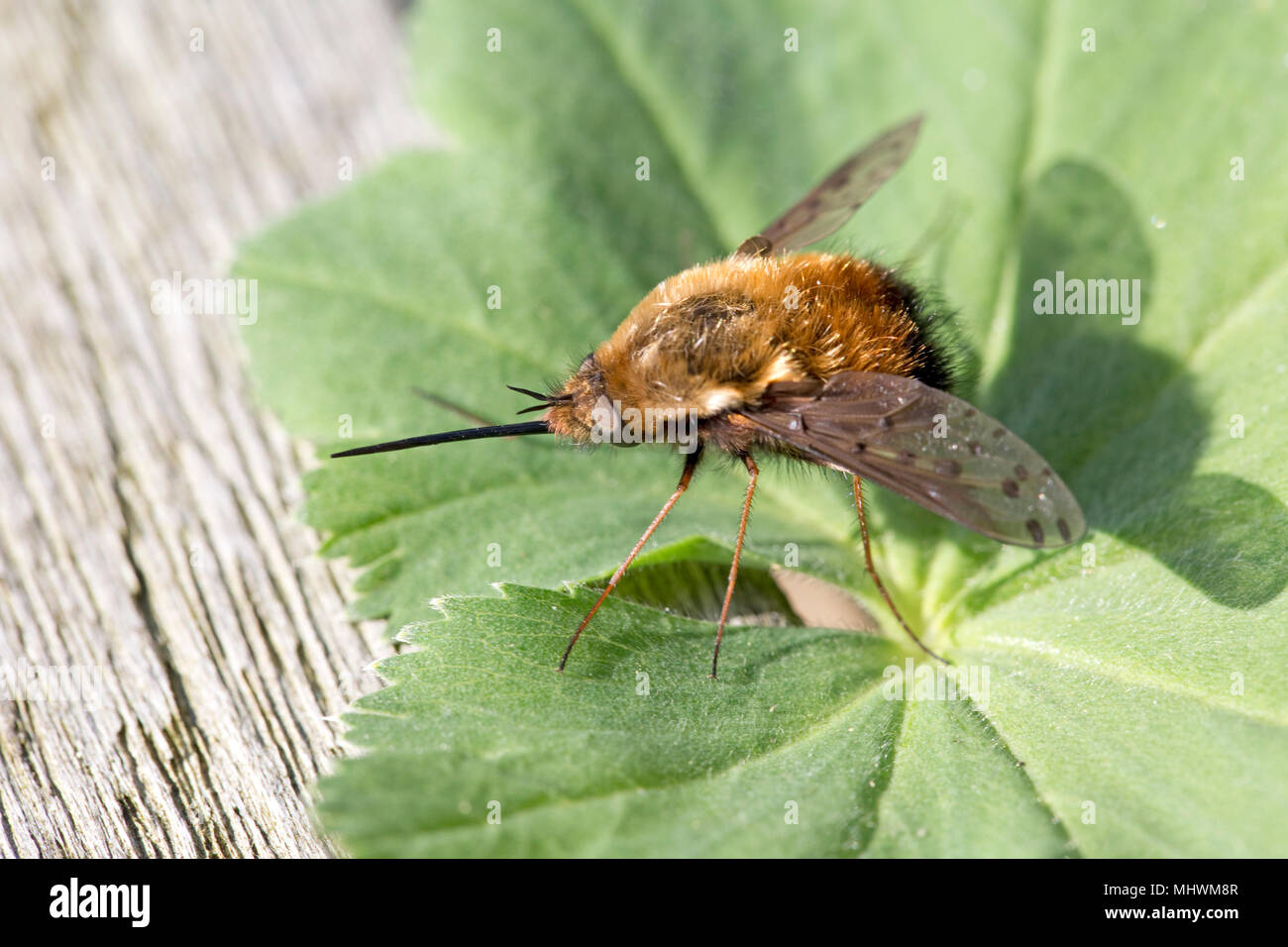 Bienen fliegen mit langen Rüssel ruht auf Blatt Cotswolds UK Stockfoto
