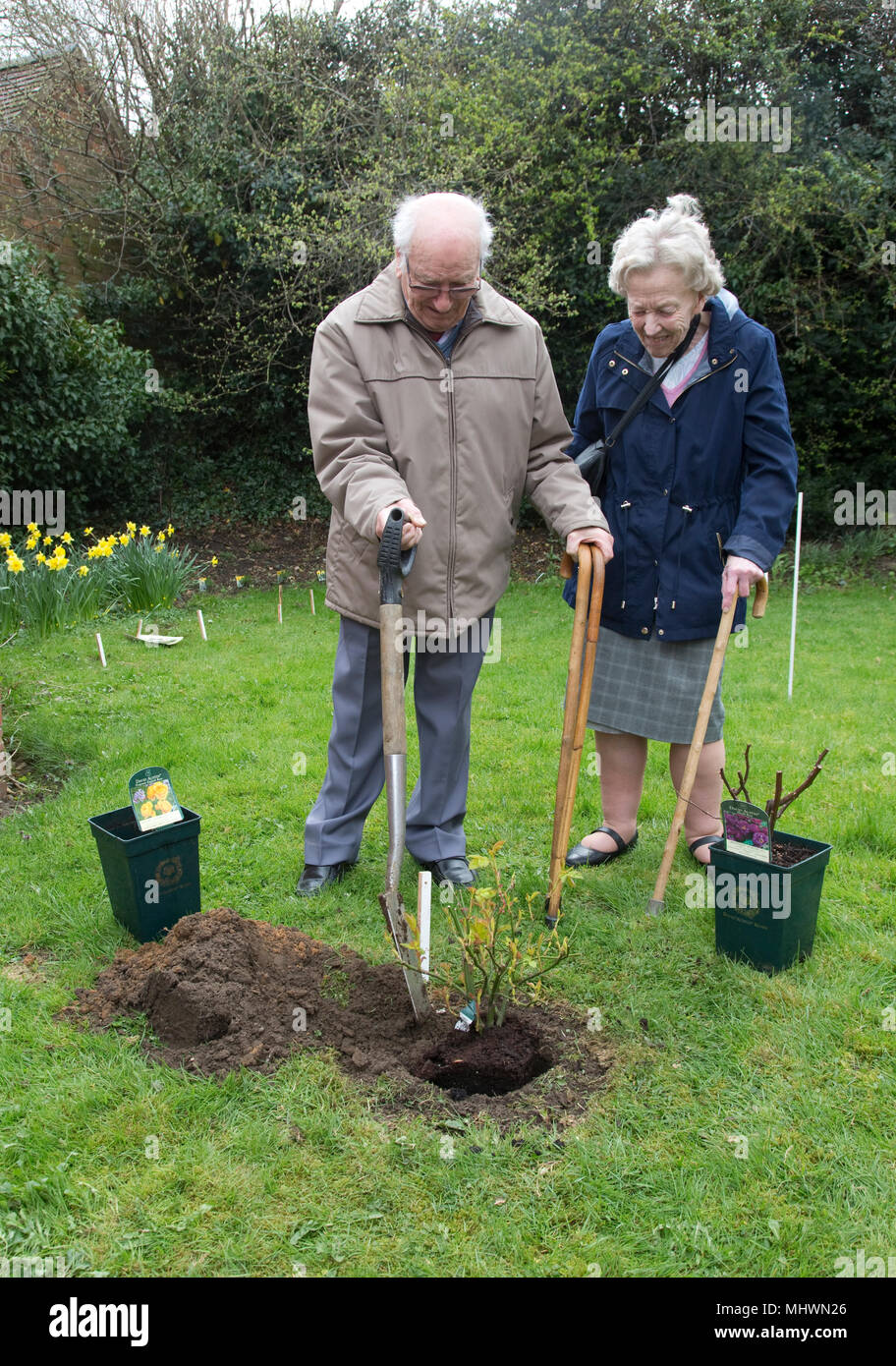 Älterer Mann und Frau Spade einpflanzen Memorial Rose Bush Garden Cotswolds UK Stockfoto