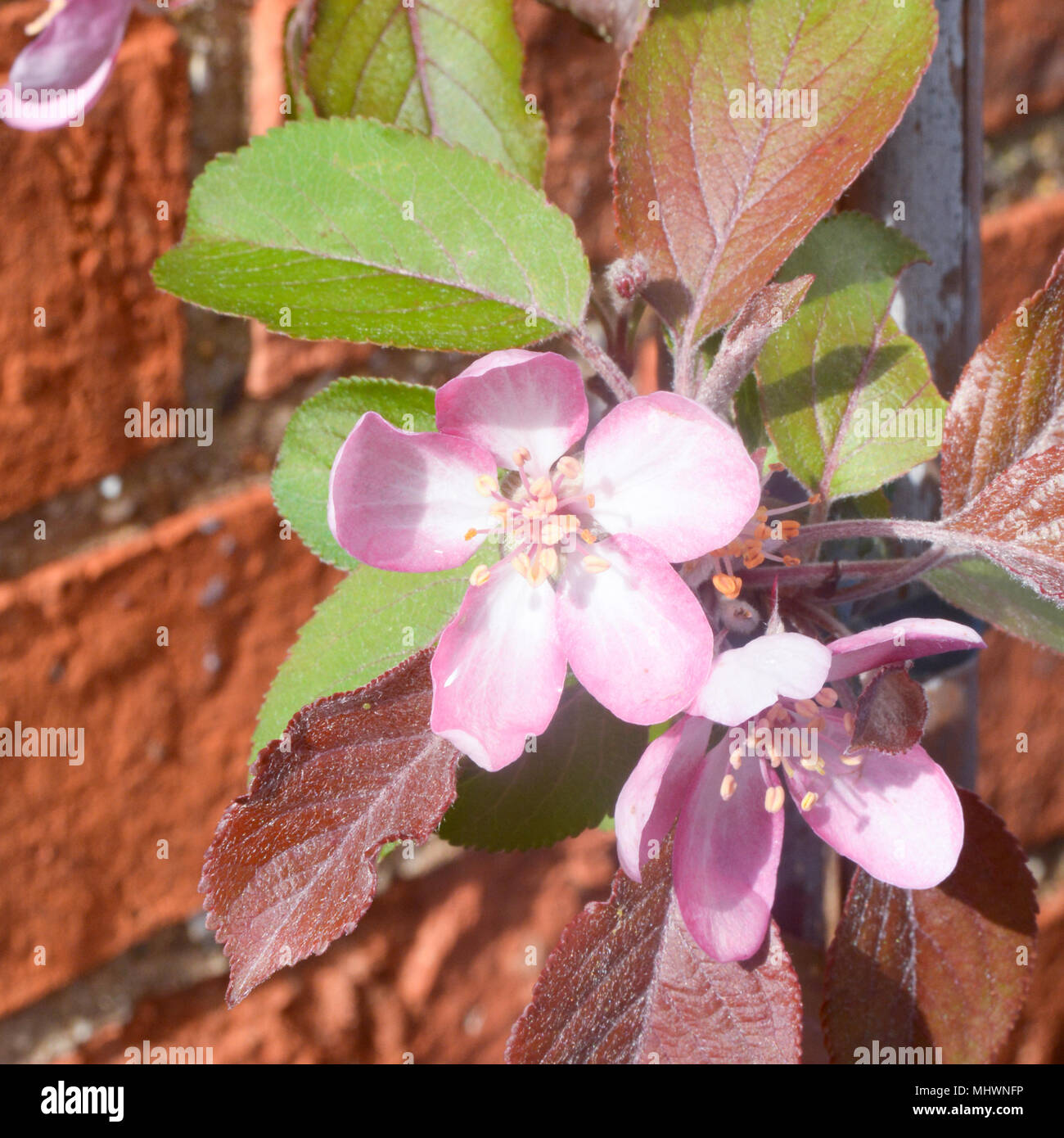 Malus Laura Crab Apple Blume Blüte Stockfoto
