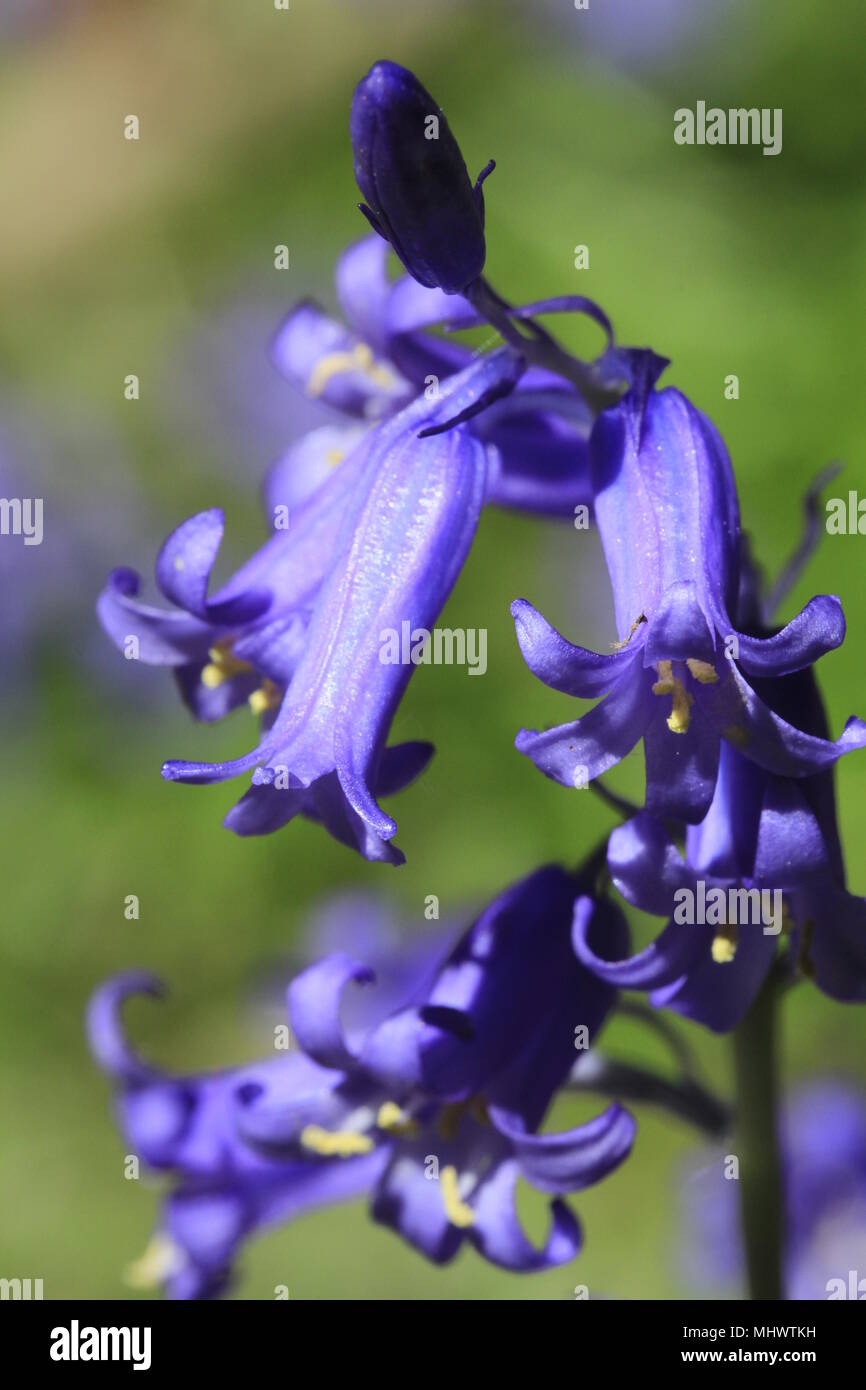 Englisch Bluebells im alten Wald von Dean Stockfoto