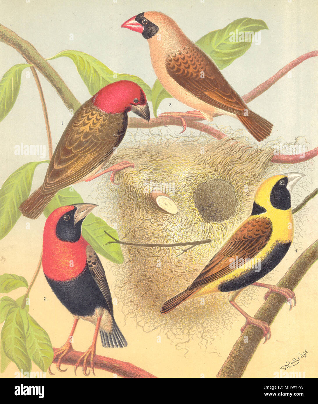 WEAVER VOGEL. Red-Faced, Oryx Grenadier, Beaked, Black-Bellied Blakston 1880 Napoleon. Stockfoto