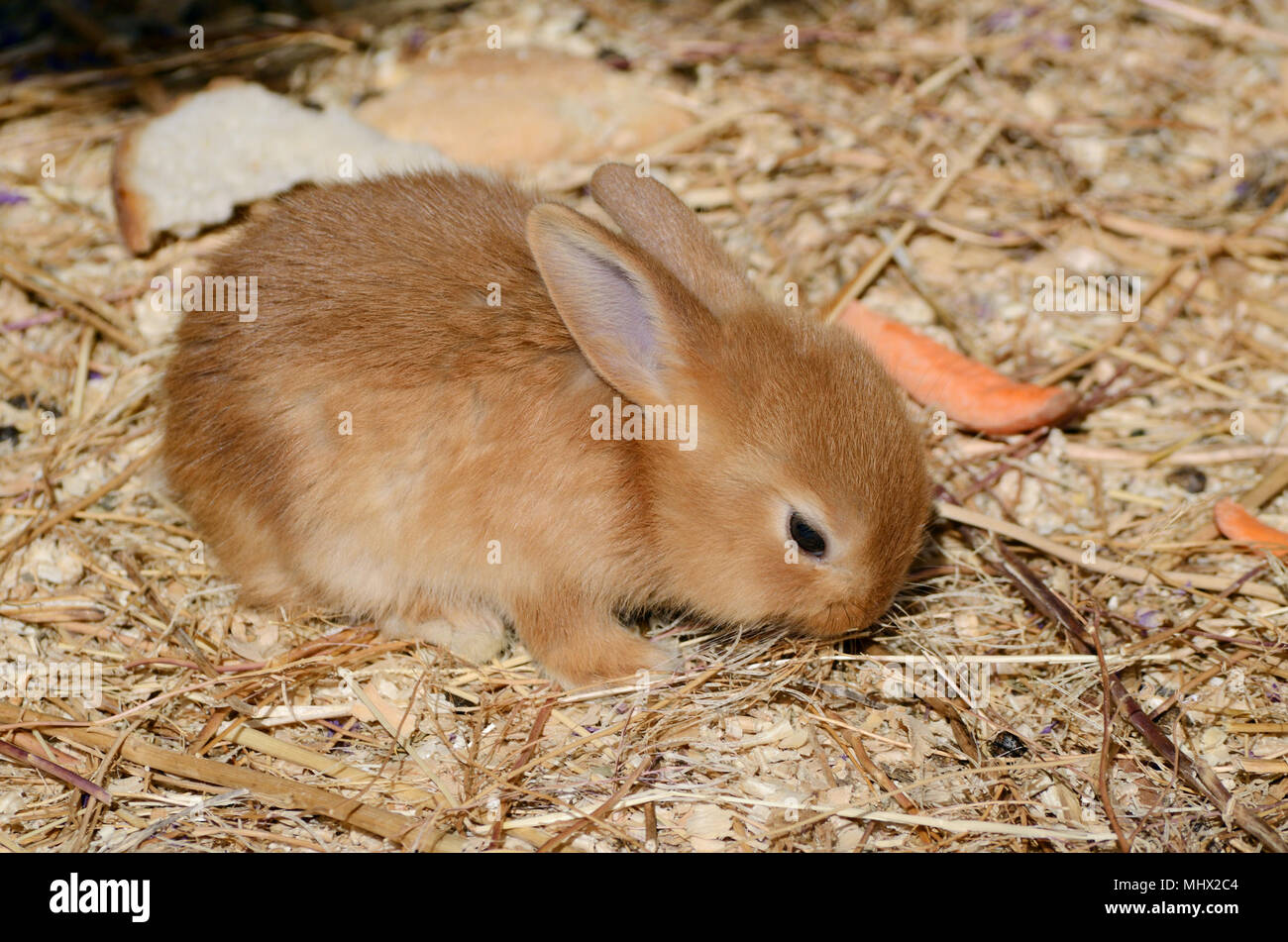 Süße kleine Flauschige langohrige Hasen im Fahrerlager. Stockfoto