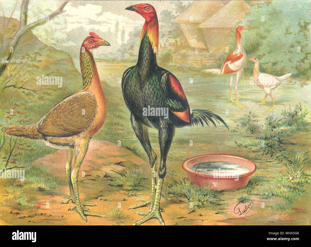 Vögel. Hahnenkämpfe. Farbe Chromolithograph. Ausstellung Spiel (Wright) 1900 Stockfoto