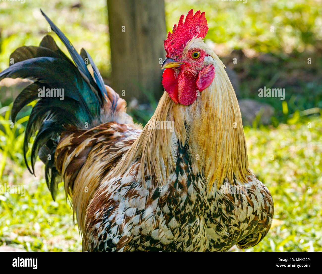 Inländisches Bauernhofhuhn. Huhn, Hahn, Hahn oder Hahn mit bunten Federn  Stockfotografie - Alamy