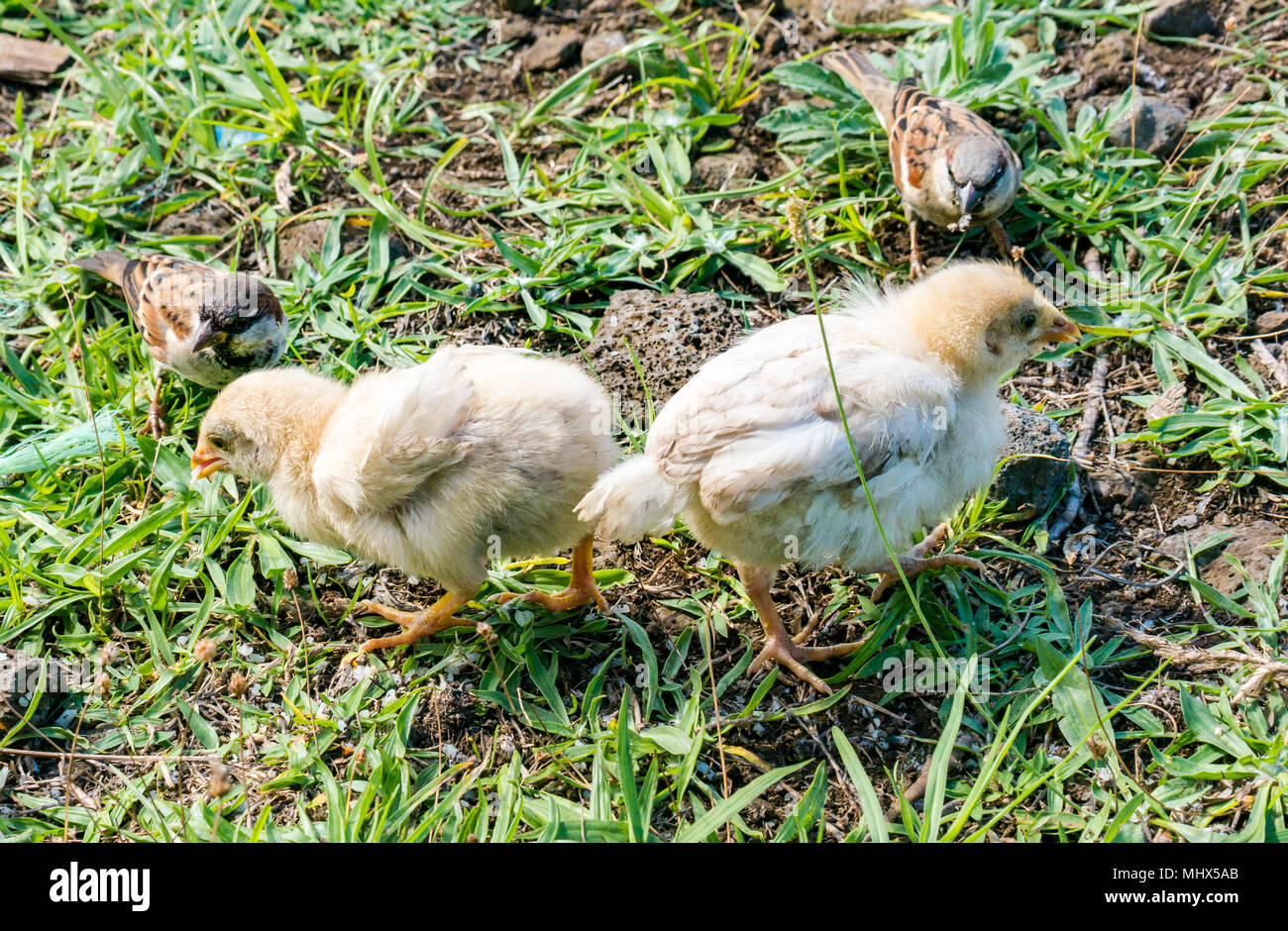 Nahaufnahme von flauschigen gelben jungen Küken und Spatzen, die sich im Gras auf dem Hof ernähren Stockfoto