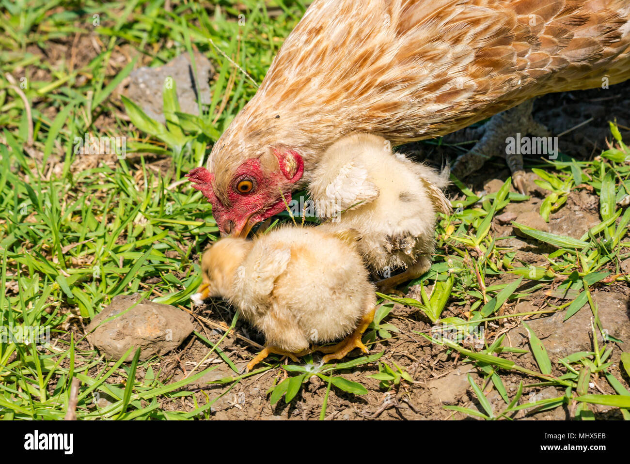Hühner auf dem Bauernhof, Osterinsel, Chile. Nahaufnahme von weiblichen Hühnern mit flauschigen kleinen gelben Küken, die auf dem Boden fressen Stockfoto