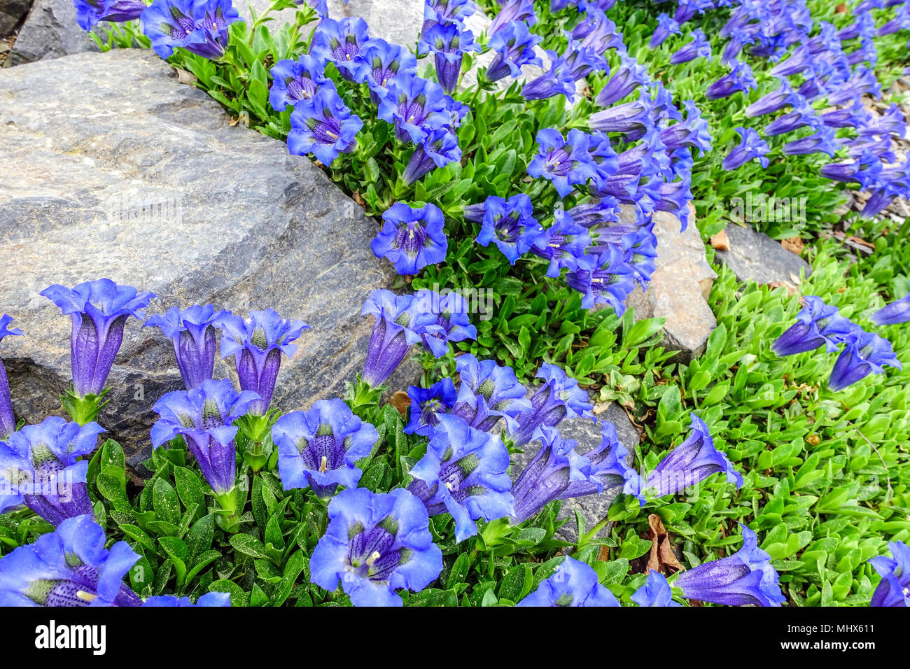 Blauer Stiel, Gentiana acaulis ' Frohnleiten ' in einem Felsgarten, Bergpflanzen, Felsgestein Stockfoto