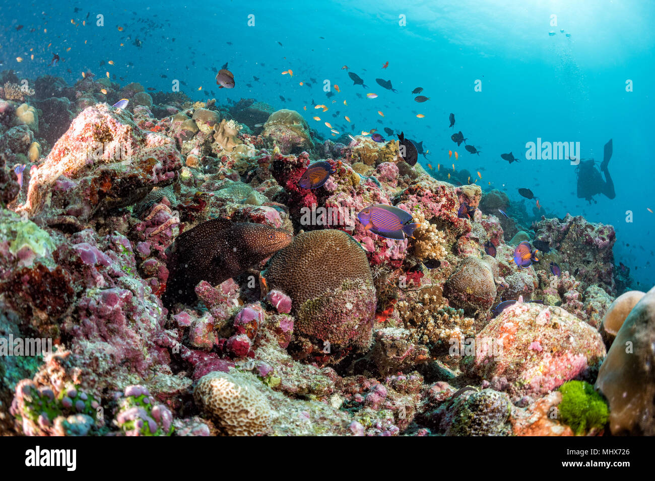 Malediven Korallen Haus für Fische Unterwasser Landschaft Stockfoto
