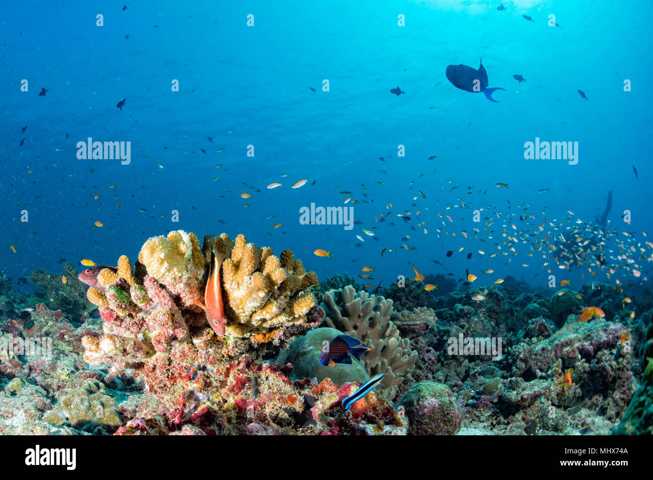 Malediven Korallen Haus für Fische Unterwasser Landschaft Stockfoto