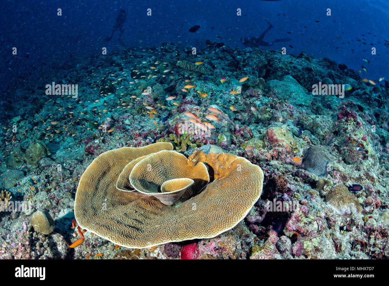 Malediven Korallen Haus für Fische Unterwasser Landschaft Stockfoto