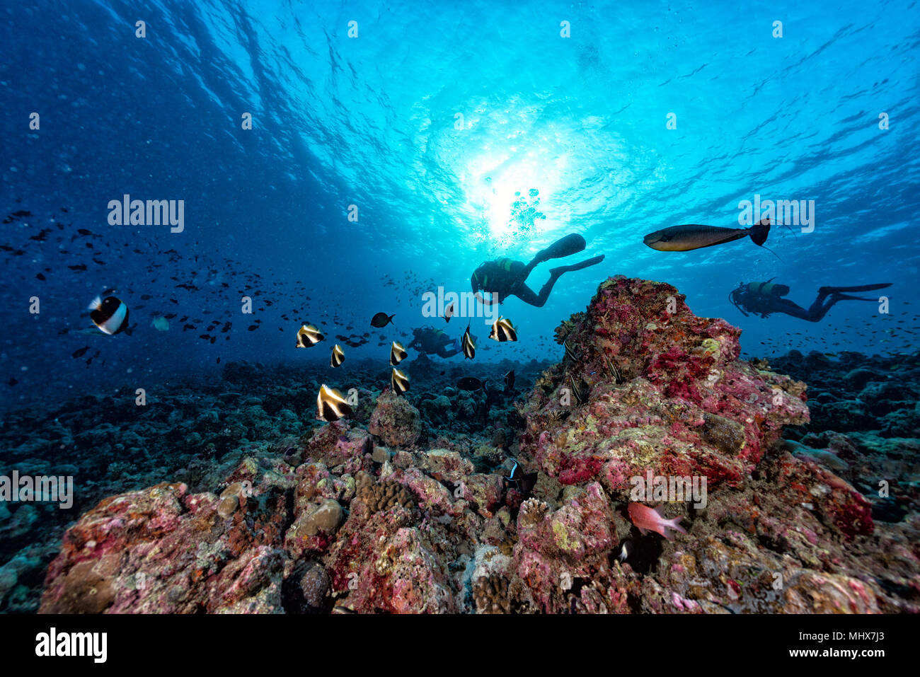 Schule der Schmetterling Fische zu Ihnen schauen in Malediven Stockfoto