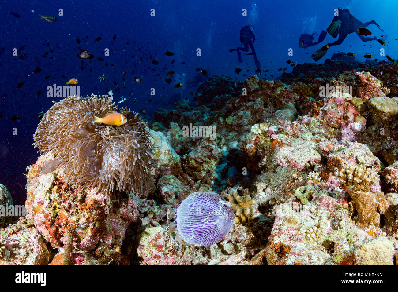 Malediven Korallen Haus für Fische Unterwasser Landschaft Stockfoto