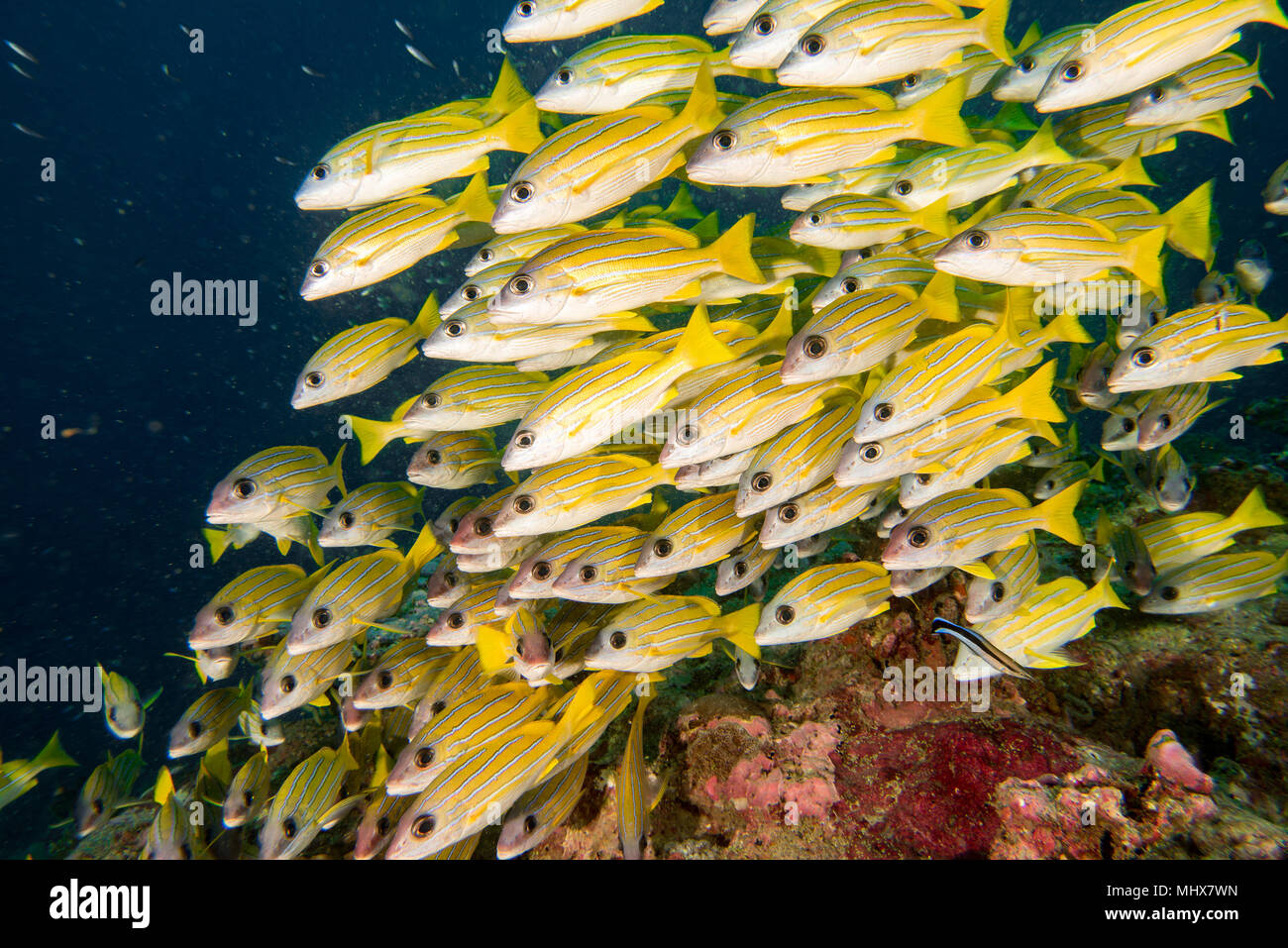 Schule der süßen Lippen Fische zu Ihnen schauen in Malediven Stockfoto
